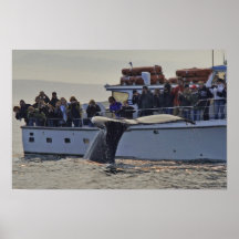 Ballena que mira encima de la impresión cercana poster