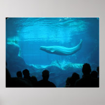 Ballenas de la beluga III Impresiones