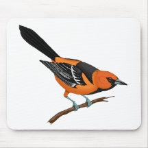 Baltimore Oriole en una ramita Alfombrillas De Ratón