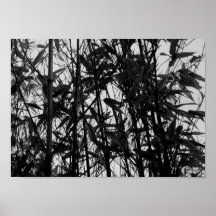 Bambú en blanco y negro poster