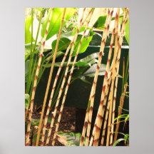 BAMBÚ POSTERS