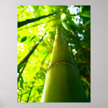 Bambú Poster
