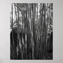Bambú Posters