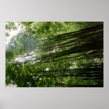 Bambú Posters