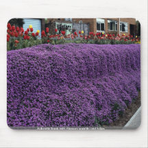 Banco de Aubreitta con el Alyssum saxátil y los tu Alfombrillas De Ratón