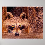 Bandido de Lil de Arkansas Poster