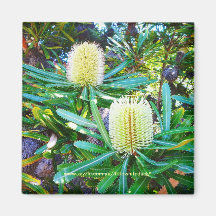 Banksias de oro - imán
