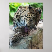 Baño del leopardo impresiones