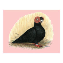 Barb:  Negro estándar Tarjetas Postales