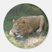 Barbary Lion-toy-015 Iman Para Frigorífico