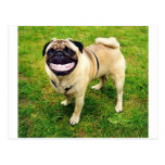 barro amasado de la sonrisa del perro postal