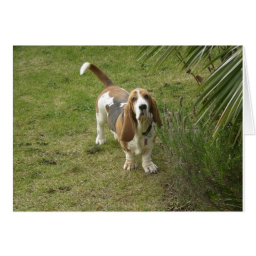 Basset Hound Polly Felicitacion
