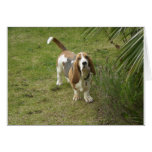 Basset Hound Polly Tarjetón