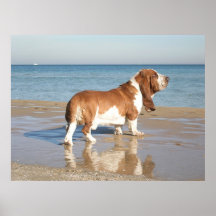 Basset Hound Poster