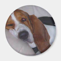 Basset Hound soñoliento Imán De Frigorifico