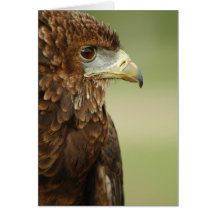 Bateleur Eagle Terathopius Ecaudatus Felicitación