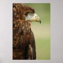 Bateleur Eagle Terathopius Ecaudatus Impresiones