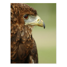 Bateleur Eagle Terathopius Ecaudatus Tarjetas Postales