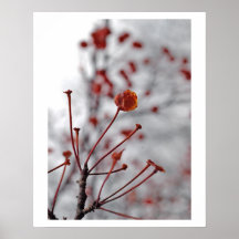 baya roja posters
