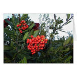 Bayas rojas del Cotoneaster:  Vacaciones Tarjetas