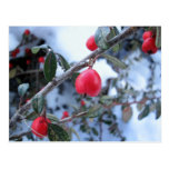 Bayas rojas del escaramujo del invierno postales