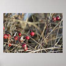 Bayas rojas posters