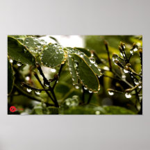 ~BEADS del poster de TRANQUILITY~
