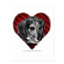 Beagle con el corazón tarjetas postales
