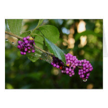 Beautyberry - baya de la verbena con rocío felicitacion 