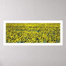 Bebé de la flor de Sun Impresiones