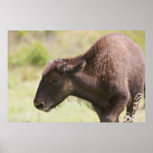 Bebé del búfalo poster