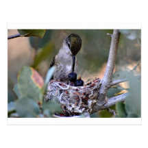 Bebés del colibrí postal