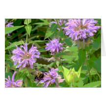 BeeBalm y abejorro Tarjeton