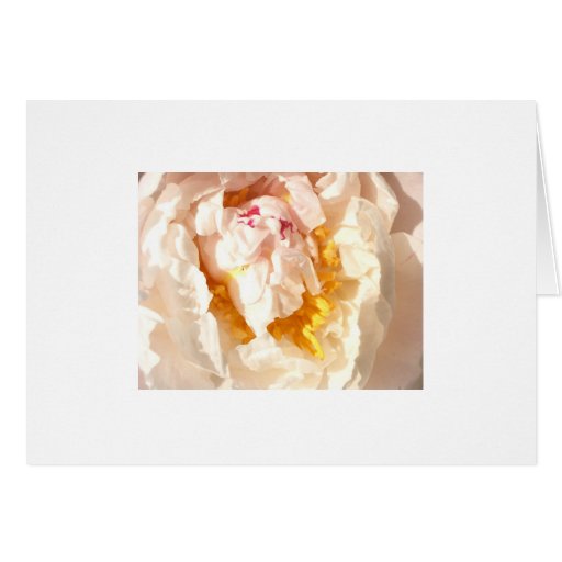 Begonia blanca tarjetas