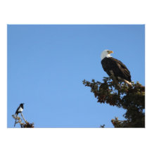 BEIAM Eagle calvo ignora a una urraca Fotografia