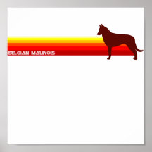 Belga Malinois con la impresión de las rayas Poster