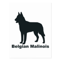 Belga Malinois Postal
