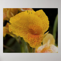 Belleza amarilla 1 poster
