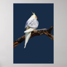 Belleza blanca posters