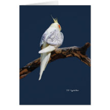 Belleza blanca tarjetas