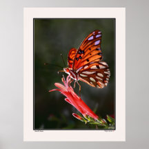 Belleza de la mariposa posters