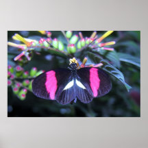 Belleza de la mariposa impresiones