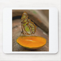 Belleza de la mariposa tapete de raton