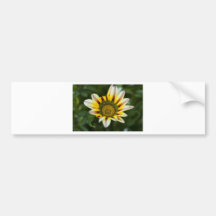 Belleza de la tarde pegatina de parachoque