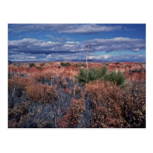 Belleza del desierto tarjetas postales