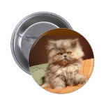 Belleza del gatito pin