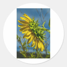 Belleza del girasol etiquetas  