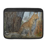 Belleza del leopardo funda  MacBook