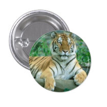 Belleza del tigre botones