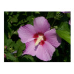 Belleza en rosa postales